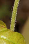 Yellow butterwort